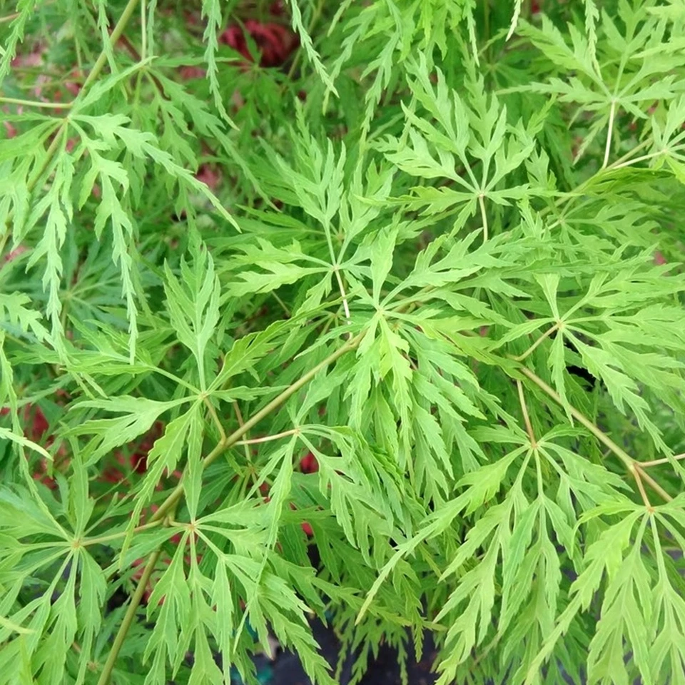 Acer 'Emerald Lace' Japanese Maple Plant - 25-35cm in Height Ready to Plant - Image 1 of 4