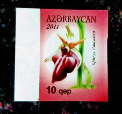 Azerbaijan 2011 * FLOWERS * Flora * IMPERFORATED with BRIM * MNH - Image 1 of 2