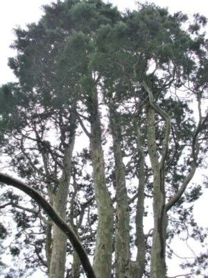 25 ARIZONA CYPRESS SEEEDS  -  Cupressus arizonica var. arizonica - Image 1 of 4