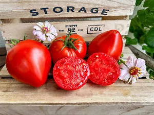 Minusinsky Lapti - russische Fleischtomate herzförmig rot - super leckeres Aroma - Bild 1 von 1