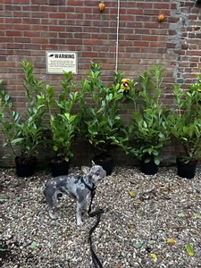 X30 Cherry Laurel Hedging Plants 5-6ft Evergreen Prunus Rotundifolia in 15L Pots - Picture 1 of 3