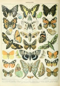 1897 European Butterflies Print, Adolphe Millot Larousse Beetles Bugs - Picture 1 of 3
