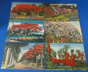 Postal(s) - FL - (6) Hermosos árboles florales en flor - Imagen 1 de 3