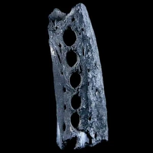 2.8" Crocodile Fossil Jaw Bone Lance Creek FM Wyoming Cretaceous Dinosaur Age - Bild 1 von 13