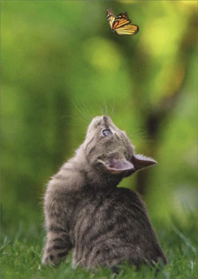 AVANTI PRESS Avanti Cat With Butterfly Support Card