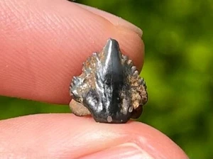 XL Fossil Krankenschwester Haizahn Ginglyomostoma Florida Pleistozän Alter Haizähne - Bild 1 von 13
