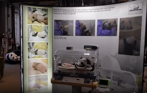 Messewand beleuchtet: Panda-Baby Exponate - Bild 1 von 1