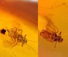 einzigartige unbekannte Fliegenwanzen Burmit Myanmar Burmesen Bernstein Insekt Fossil Dinosaurier Alter