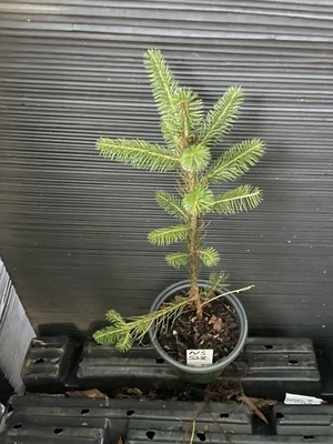Norway Spruce - Image 1 of 4