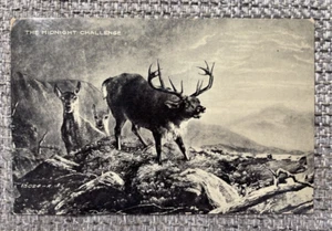 Alte Postkarte Elch verschickt 1909 - Bild 1 von 10