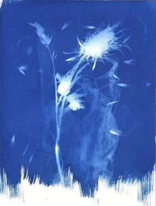 Cianotipia, CONFUSIONE, Rita-Mungiardi, 2023, originale 31X41cm - Foto 1 di 10