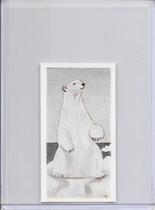 1954 Polar Bear Neilson's Chocolate Interesting Animals Card #21 - Imagen 1 de 2