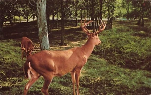 Dos ciervos Buck cola blanca con astas de pie en un bosque, postal vintage - Imagen 1 de 2
