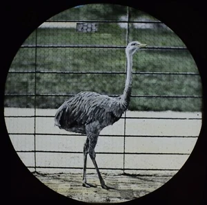 ANTIKES magisches Laternendia EMU LONDON ZOO UM 1888 VIKTORIANISCHES FOTO FLUGUNFÄHIGER VOGEL - Bild 1 von 2