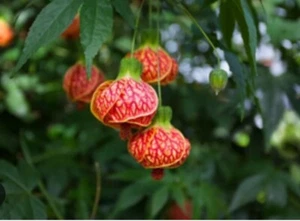 Tiger Eye Abutilon Flowering Maple SMALL ROOTED STARTER Plant - Picture 1 of 18