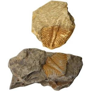 2 pezzi Trilobite Paleontologia Divertente Scienza Ornamenti Didattico Puntelli Modello Decorazione - Foto 1 di 12