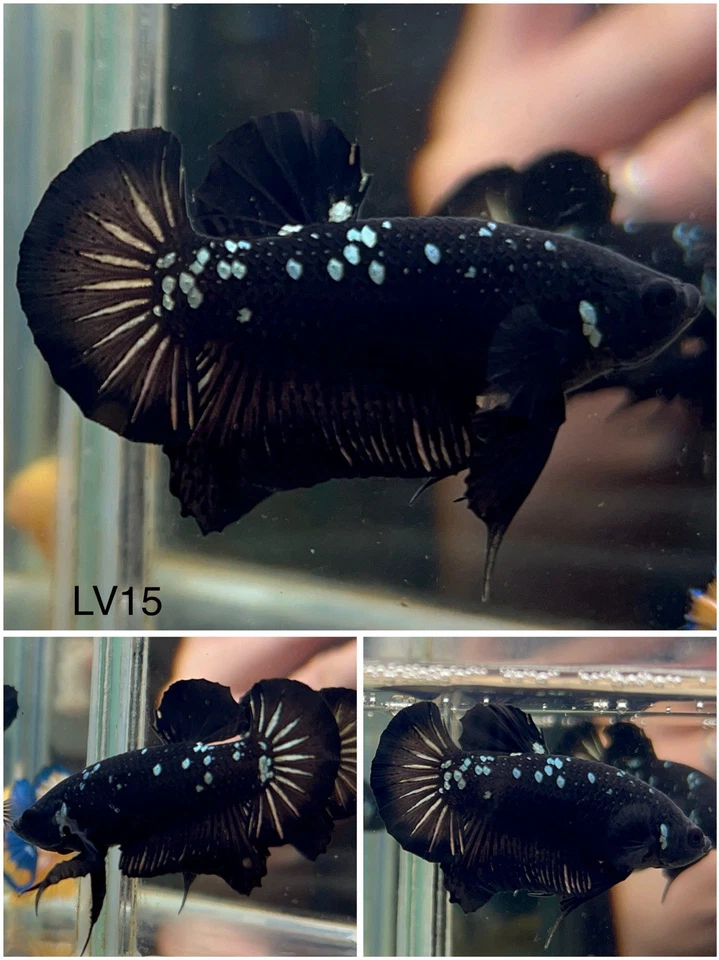 Male Betta Live Fish - Koi Black Galaxy HMPK - LV15 - High Quality A+* - Image 1 of 1