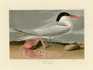 Cayenne Tern, John J Audubon, Birds of America, Giclee Fine Art Print, A3. - Picture 1 of 3