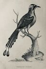 C1811 Antique Bird Print Brasilian Momot By George Shaw / Mrs Griffith