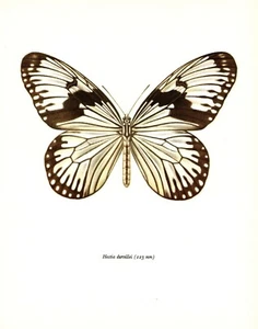 Hermoso estampado de mariposas vintage Hestia Durvillei ESPECTRO estampado de mariposas 3304 - Imagen 1 de 1