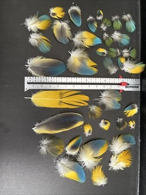 Plumas de guacamayo azul y dorado mixtas multicolores y tamaños, todas están naturalmente fundidas Foto 1 de 3