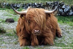 Eine schottische Hochlandkuh in Ruhe - Poster in 7 Größen erhältlich - Bild 1 von 1