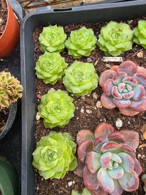 Imported  snowflake plus  succulent 1pc - Image 1 of 3