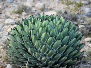 Agave Nickelsiae 20 SEEDS - RARE King of the Agaves/ferdinandi regis - Picture 1 of 3