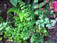 Himalaja-Venushaar-Farn, Adiantum venustum - Co. 2 L