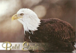 Postcard American Bald Eagle Eagles Birds MINT - Picture 1 of 1