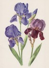 Sword Lily Iris Germanica Hybrid Offset Lithography 1965 Anne Trechslin