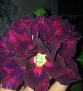 4 DBL Red Magenta Desert Rose Seeds Adenium Obesum Flower Perennial Seed US SELL - Picture 1 of 24