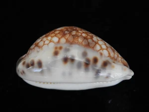 Sea shell Cypraea histrio 58.2mm ID#5438 - Picture 1 of 6