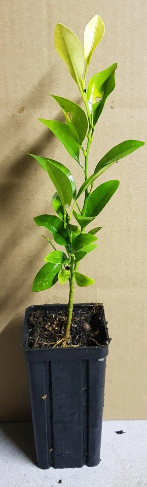 MONJARDINEXTRAORDINAIRE Citrus reshni Hort. ex Tanaka (De semis) / Mandarine Cléopatre / Godet anti-c...