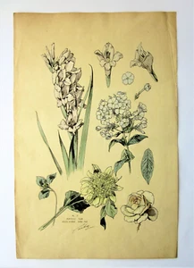 Vintage Botanical Print Glaieuls Flox Rose Signed Camberg? Large 52x34cms Botany - Picture 1 of 10