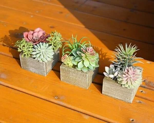 Artificial Succulents Plants, Mini Assorted Green Faux Succulents in Pots, Small - Picture 1 of 12