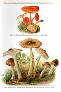 1913 GRAMBERG CHROMOLITHOGRAPH Mushrooms: vermilion waxcap, olive waxcap - Foto 1 di 3