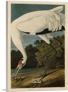ARTCANVAS Whooping Crane Canvas Art Print by John James Audubon - Picture 1 of 14