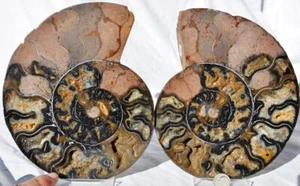 Large Black Ammonite Pair Crystals 110myo Dino age Fossil XXXL 190mm 7.5" 9187ee - Picture 1 of 6