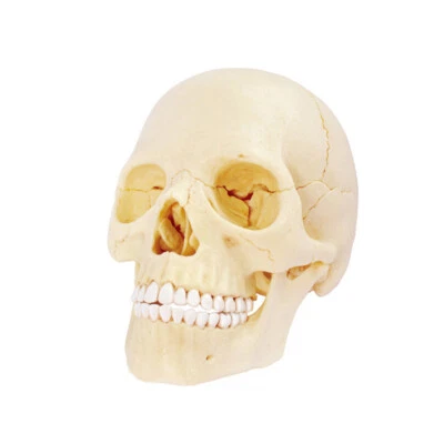 Conjunto de anatomía humana modelo medicina ciencia arte enseñanza cráneo cabeza nervio molde Foto 1 de 4