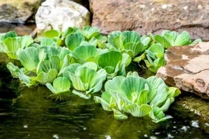 π§π₯¬10 Large Floating Pond Plant Water Lettuce - Oxygenating Plants - Jumbo Type - Picture 1 of 8