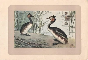 ANATRA SVASSO MAGGIORE e SVASSO CORNUTO stampa antica originale del 1907 - Bild 1 von 1