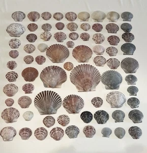 75 POSTEN JAKOBSMUSCHELN MIX GRÖSSE & FARBE MUSCHEL FLORIDA STRAND BASTELN SAMMELN - Bild 1 von 2