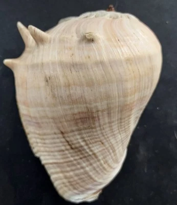 Beautiful large decorative 130mm x 97mm Sea shell - Image 1 of 4