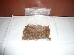 100 ml MEHLWÜRMER Fischfutter , Futter für Reptilien,Vögel , Nager (38,90€/L) - Bild 1 von 1