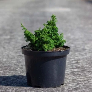 Chamaecyparis obtusa 'Maureen' Compact Hinoki Cypress 1x 2L Pot - Picture 1 of 5