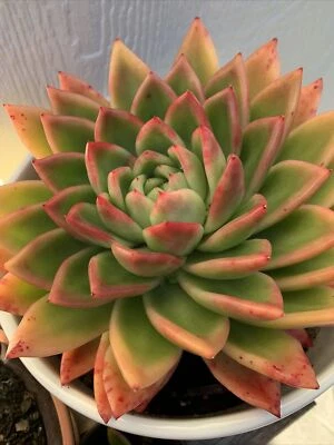 Planta suculenta Echeveria Agavoides Gilva 'roja' Foto 1 de 4