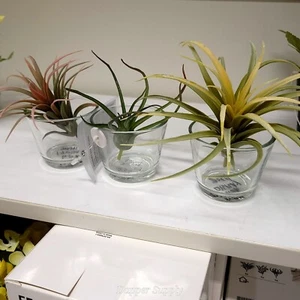 IKEA FEJKA Artificial Plant Set Of 3 Air Plant  805.599.61 - Picture 1 of 5