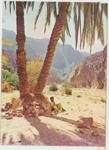 EGYPT-ISRAEL, AN OASIS IN SINAI DESERT   ,A MINT  CARD,  ABOUT  1970 - Picture 1 of 2
