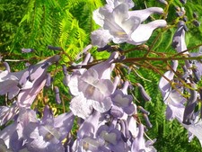 JACARANDA MIMOSIFOLIA 500 semi seeds samen semillas